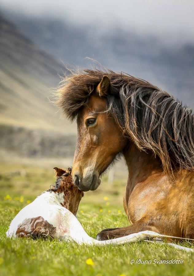 Syðra-Skörðugil Guesthouse Varmahlíð Exteriör bild