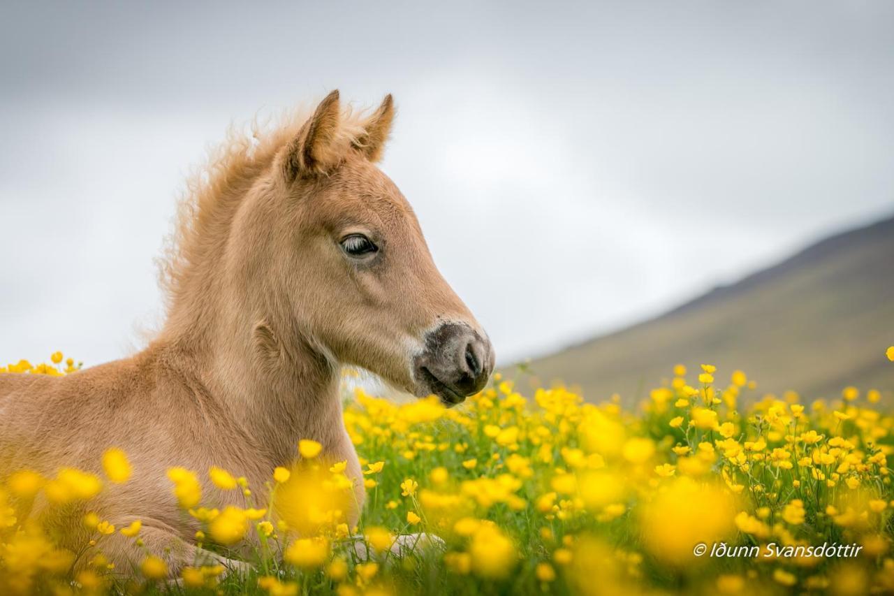 Syðra-Skörðugil Guesthouse Varmahlíð Exteriör bild